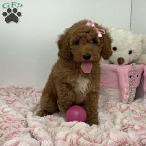Connie, Miniature Poodle Puppy